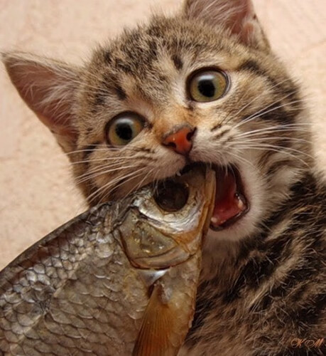 阿劳霍一锤定音，阿森纳打穿墨西哥防线背后的战术革命